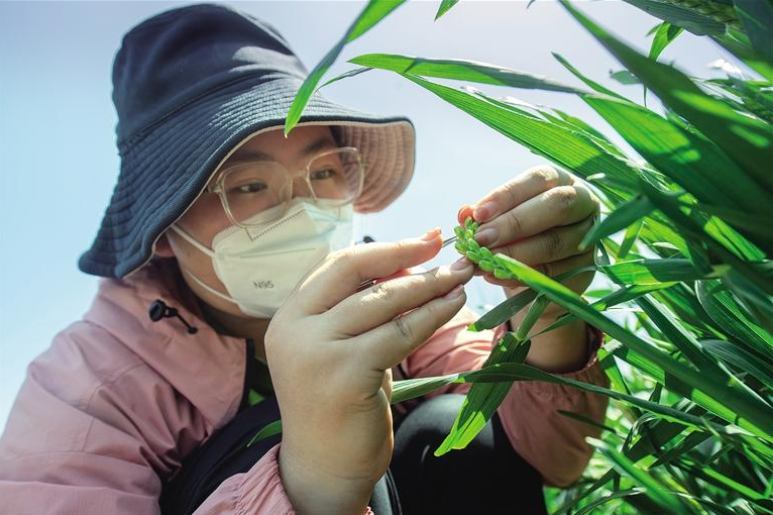 陜西日報(bào)：把種子牢牢攥在手里的年輕人